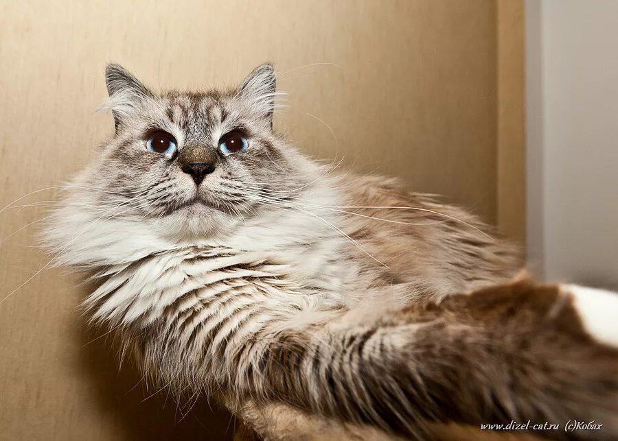 Деловой кот. Костюм кои. Толстый кот в пиджаке. Респектабельный кот. Британский кот в одежде.