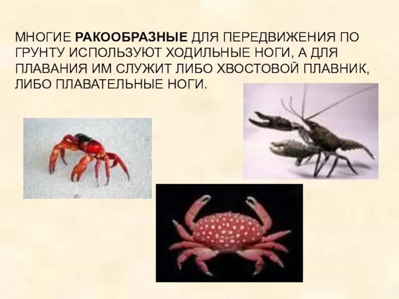 Презентация на тему головоногие моллюски. Орган передвижения ракообразных. Органы и способ передвижения у ракообразных. Выделительная система ракообразных схема. Способ передвижения ракообразных.