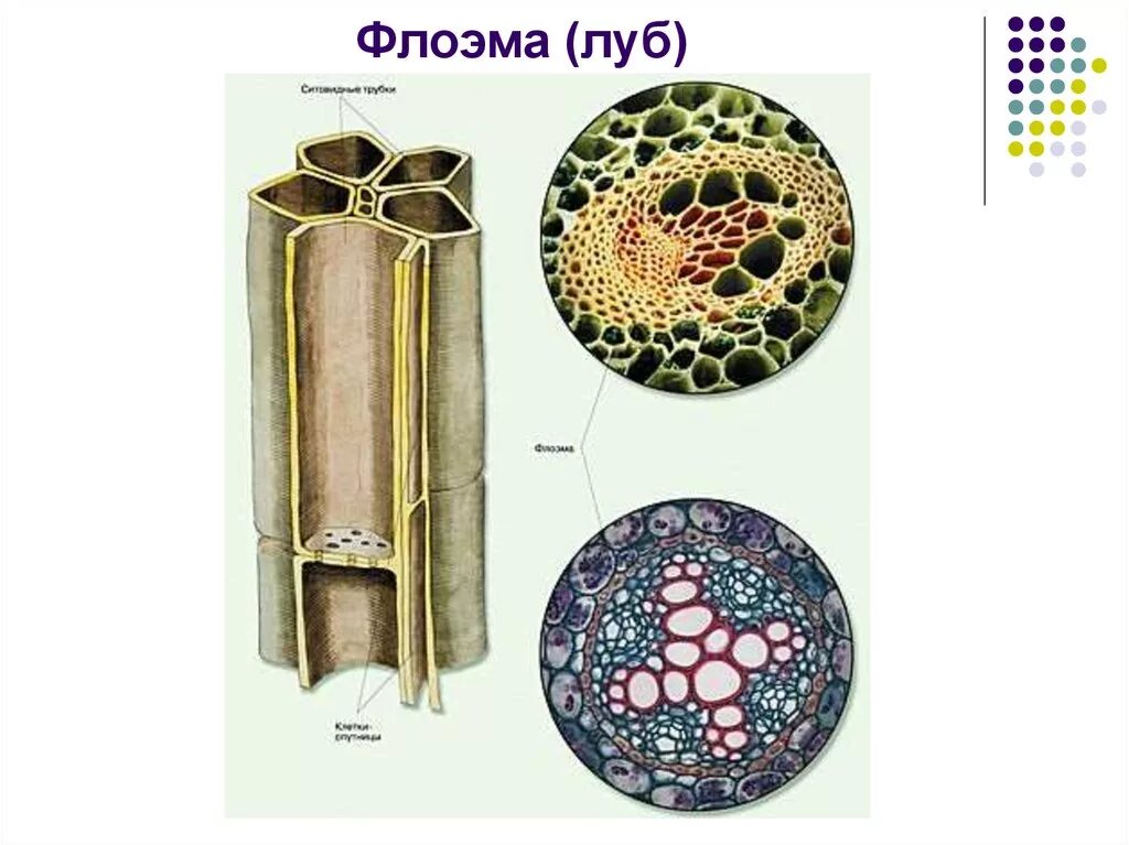 Проводящая ткань Ксилема и флоэма. Ксилема и флоэма это ткани. Ткани растений Ксилема флоэма. Проводящие ткани Ксилема растений Ксилема. Флоэма особенности
