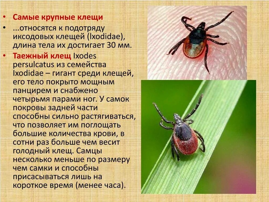 Таежный клещ для человека. Клещи иксодовые таежный. семейство иксодовые клещи. иксодовые клещи опасные.