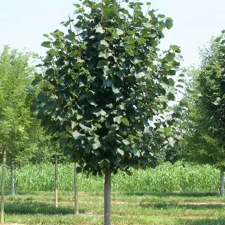 Tilia cordata komsta mini