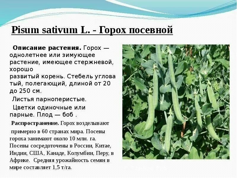 Виды и сорта гороха: черный, нут, посевной, мозговой, Альфа, Варис и другие