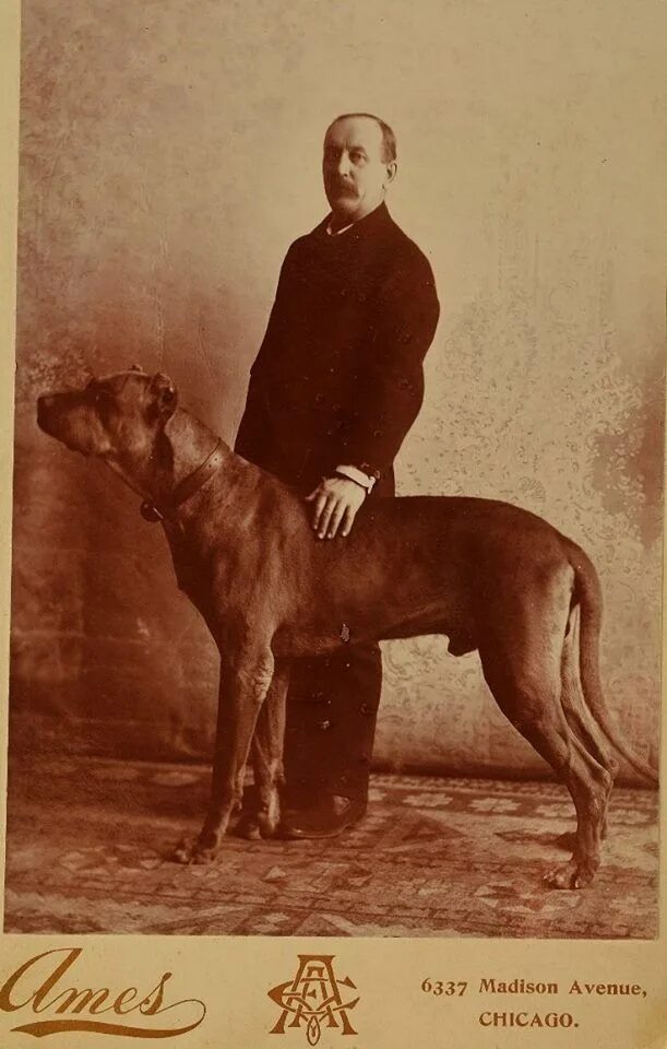 Старая собака. Немецкий дог. Немецкий дог старого типа. Английский бульдог бойцовская собака. Старый дог.