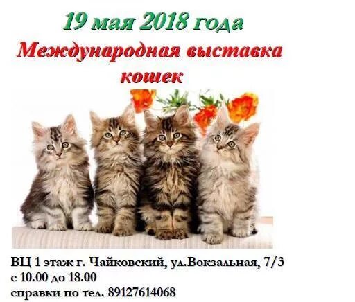Выставка кошек. Выставка кошек картинки. Выставка кошек в Москве 2022. Выставка кошек Пенза.