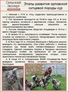 Порода кур ливенская ситцевая описание отзывы яйценоскость