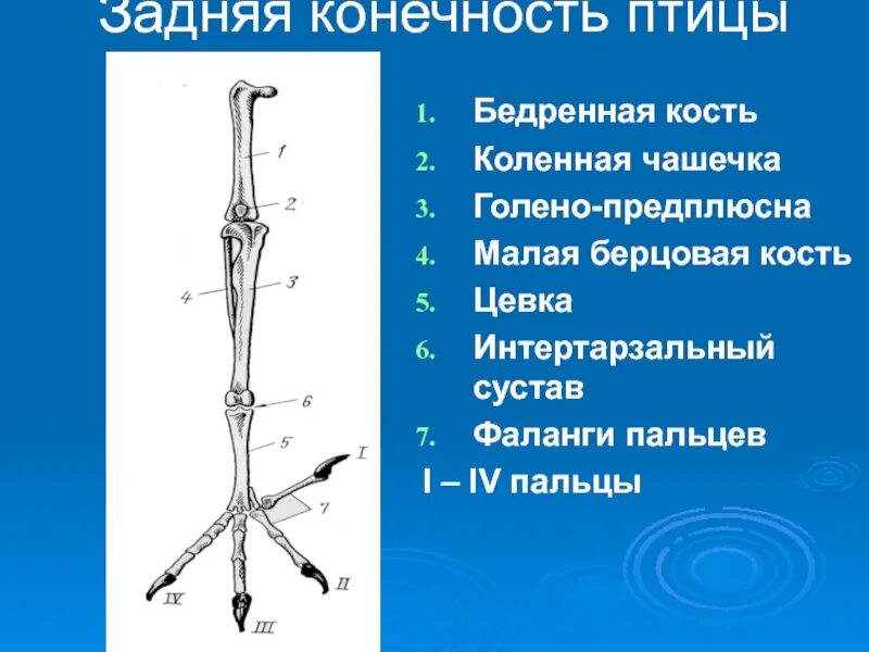 Скелет задней конечности птицы. Скелет задней конечности голубя. Скелет задней конечности вороны. Строение задних конечностей птиц. Задние конечности птиц значение в жизни птицы