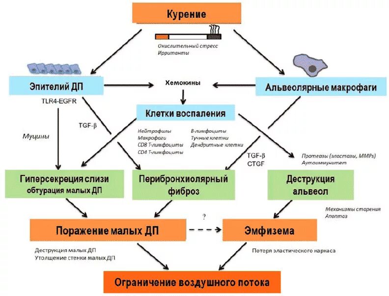 Окислительный стресс организма