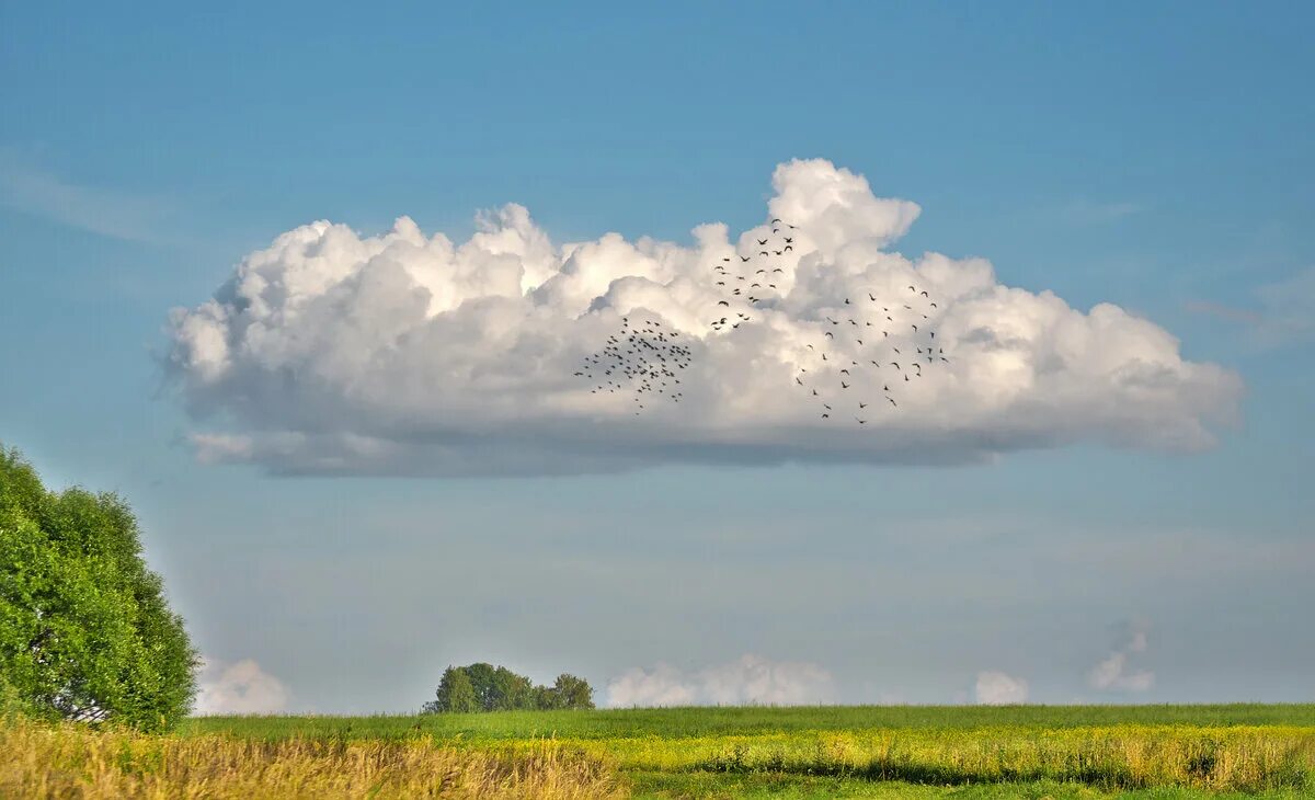 Облака плывут в воде. Облака. Кучевые облака в поле. Летние Кучевые облака над полем. Кучевые облака.