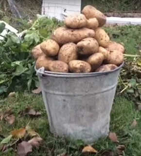 Купим картофель кемеровская область