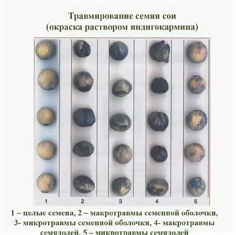 Семена каких растений сохраняют жизнеспособность меньше всего. Окрашивание семян. Семена для окрашивания. Жизнеспособность семян. Окраска семян сои.