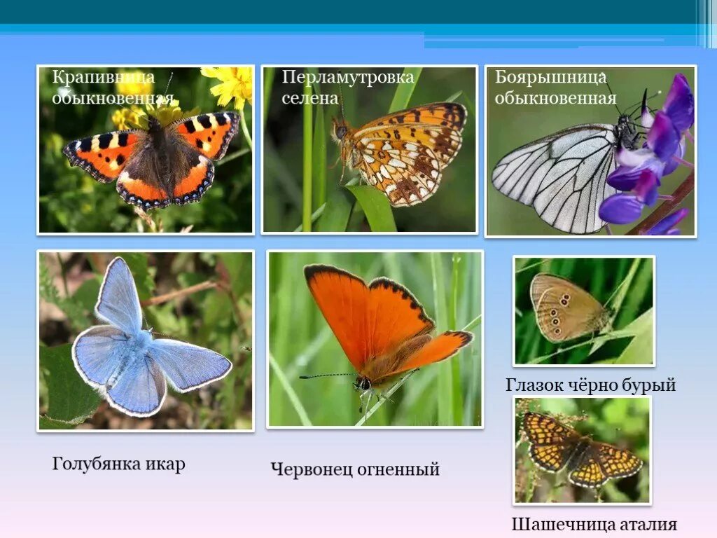 Разнообразие бабочек. Название бабочек. Виды бабочек с названиями. Бабочки с названиями для детей. Каких бабочек нельзя увидеть днем на лугу