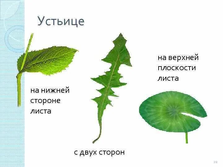 Какое число устьиц на листе. Какое число устьиц на листе