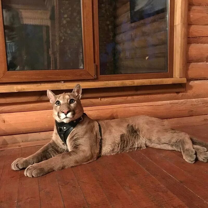 Редкие домашние животные. Сколько живут дома. Сколько живут дома. Сколько живут дома. Хорек в квартире.