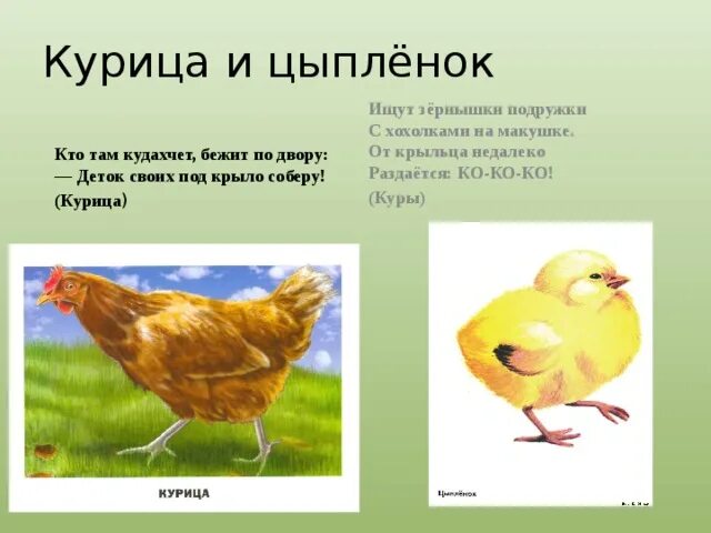 Курочка квохчет. Петух кудахчет или. Куры кудахчут или кудахчат. Редбро куры. Куры кудахчут или кудахчат.
