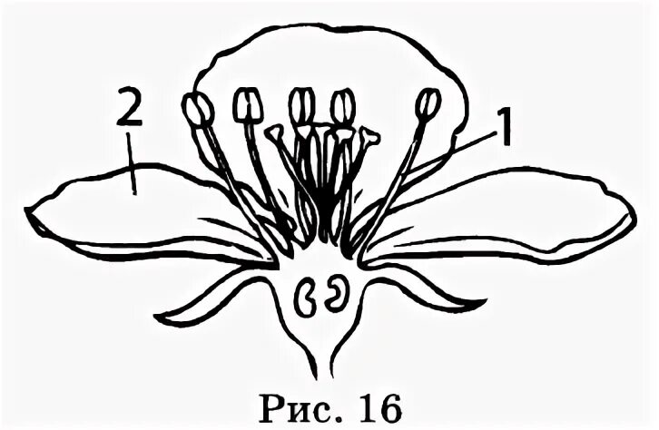 Тест по биологии 6 органы растений. Цветок биология. Строение цветков вишни. Строение цветка контрольная. Коническое цветоложе.