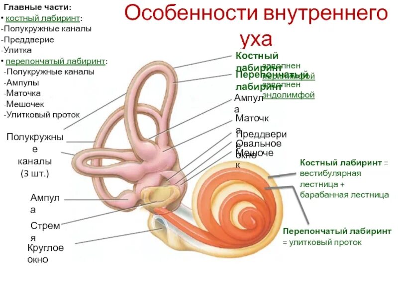 Строение костного и перепончатого Лабиринта внутреннего уха. Перепончатый Лабиринт внутреннего уха строение. Перепончатый Лабиринт улитки внутреннего уха. Внутреннее ухо перепончатый Лабиринт анатомия. Названия внутреннего уха