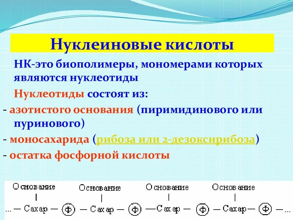 Расщепляет биополимеры до мономеров. Биологические полимеры мономерами Глюкозы. Нуклеиновые кислоты это биополимеры. Мономерами нуклеиновыхнуклеиновых кислот являются. Мономер неклеиноыых Уилоты.