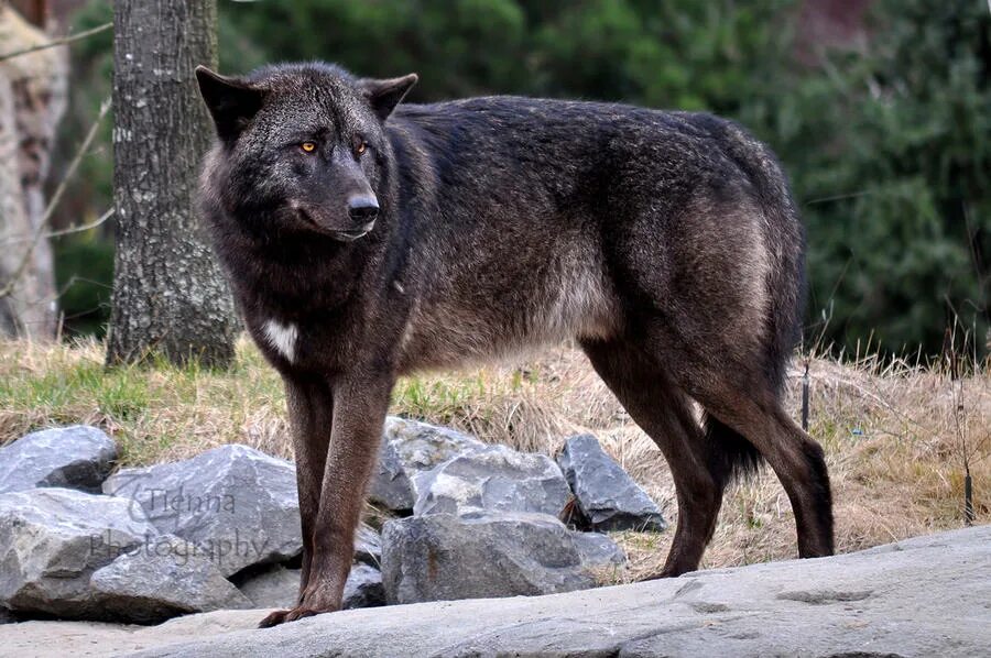 Вольф новое. Бурый канадский волк. Канадский волк меланист. Макензенский волк окрасы. Черный волк.