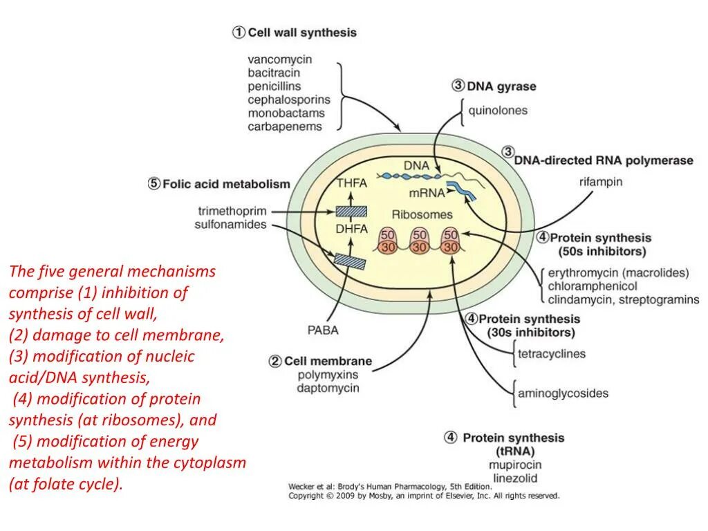 Клеточная стенка эритроцитов. Cell Wall Synthesis. Cell Wall inhibitors. Protein Synthesis of Cell.