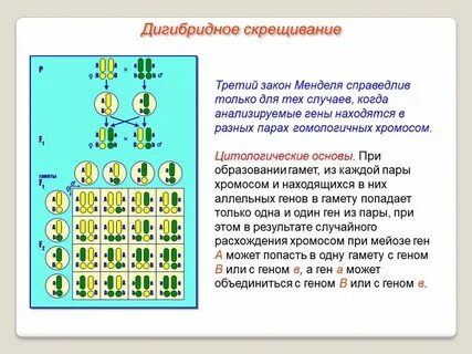 Анализ дигибридного скрещивания