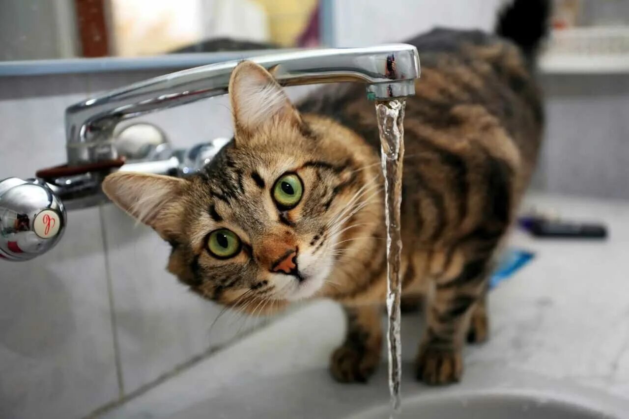 Кот под краном. Кот и кран с водой. кот пьет воду из под крана. котик под краном. кошка кран.