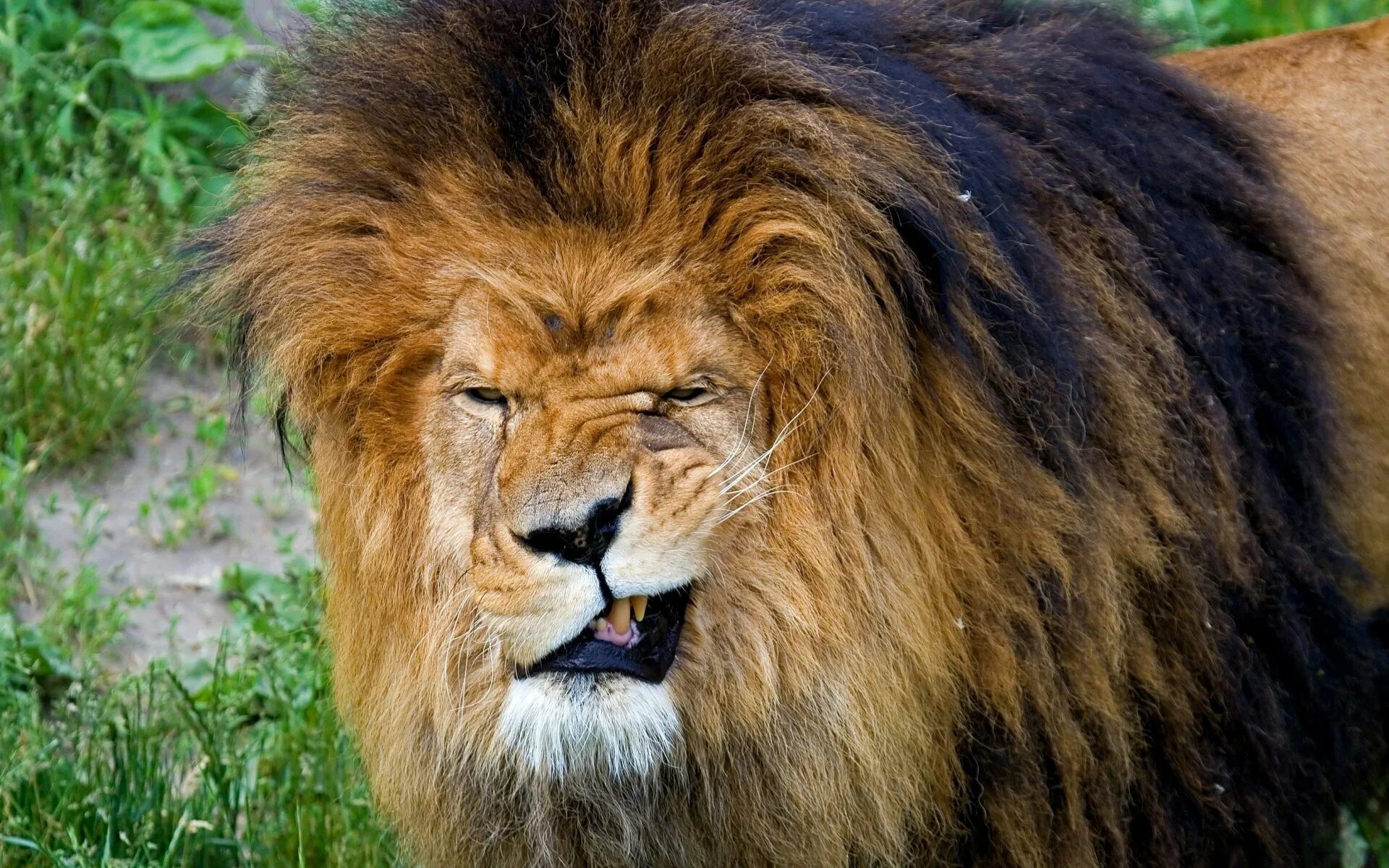 Грива Льва. Лев. Тигр с гривой. Сердитый Лев.