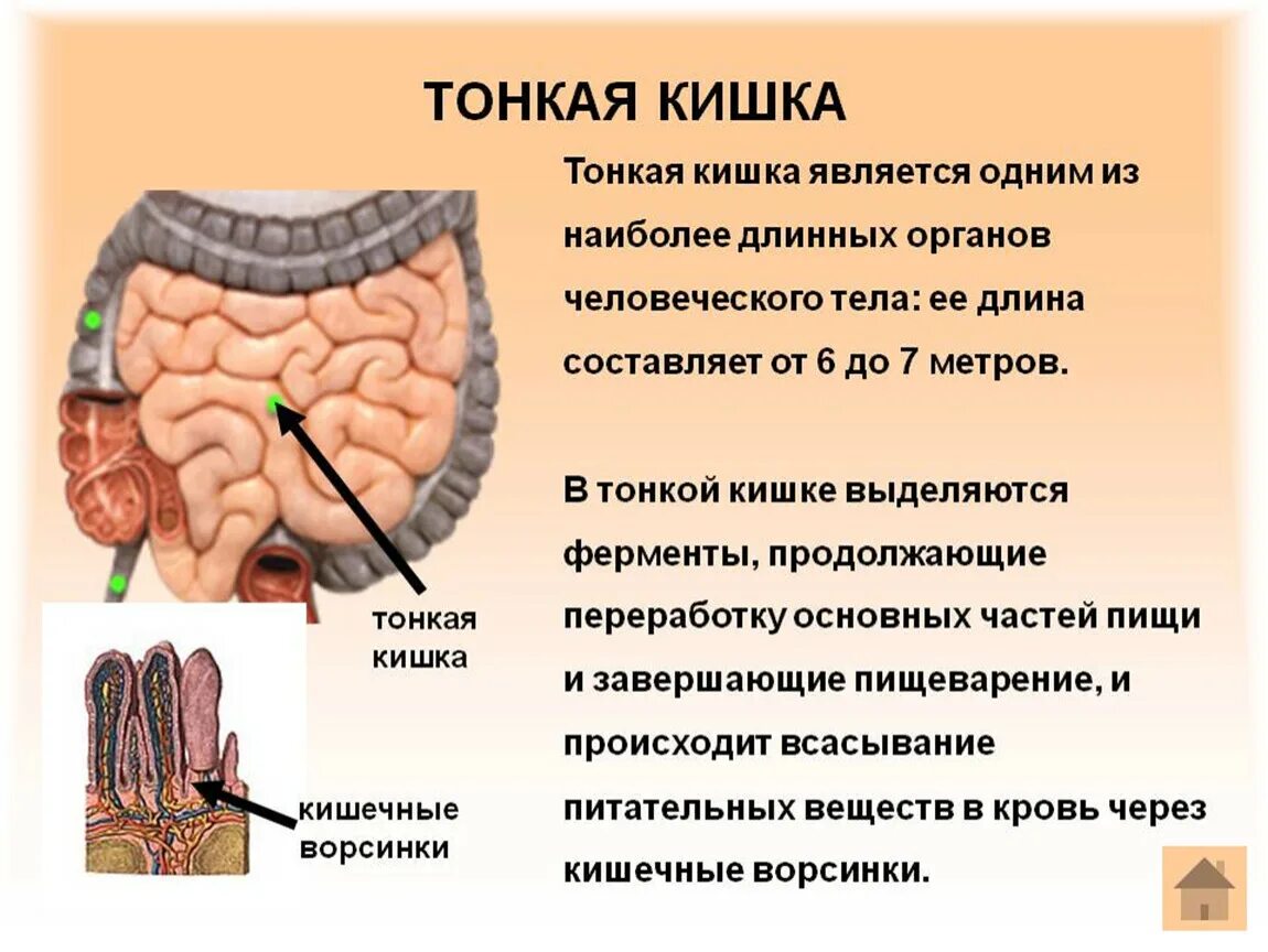 Тонкая кишка это какая