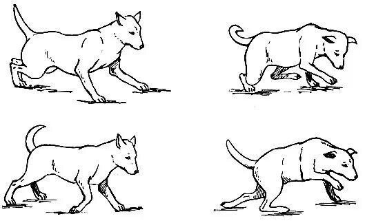 нарушение координации движения у собак. нарушение координации у собак. координация движения собак. симптомы чумы плотоядных у собаки. мозжечковая атаксия у животных.