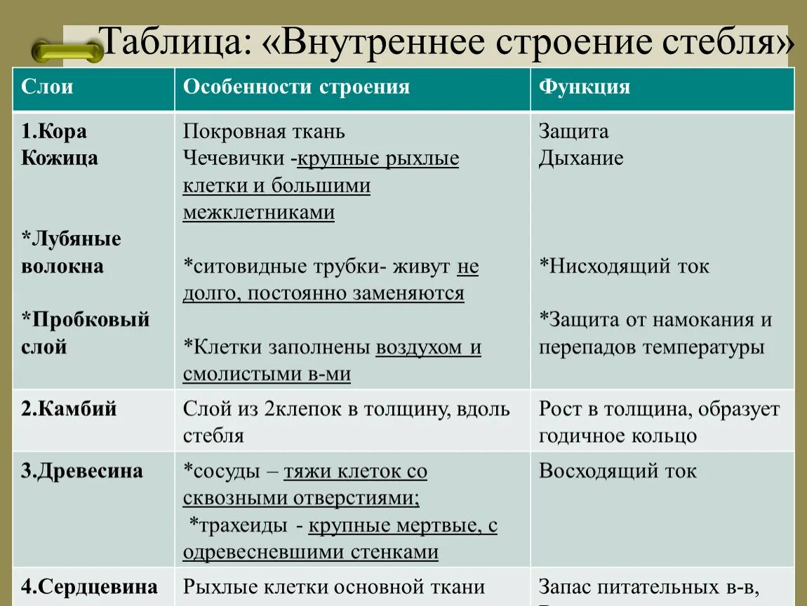 Внутреннее строение стебля функции. Строение и функции частей стебля таблица. Таблица внутреннее строение древесного стебля. Внутреннее строение стебля таблица. Внутреннее строение стебля таблица 5 класс.