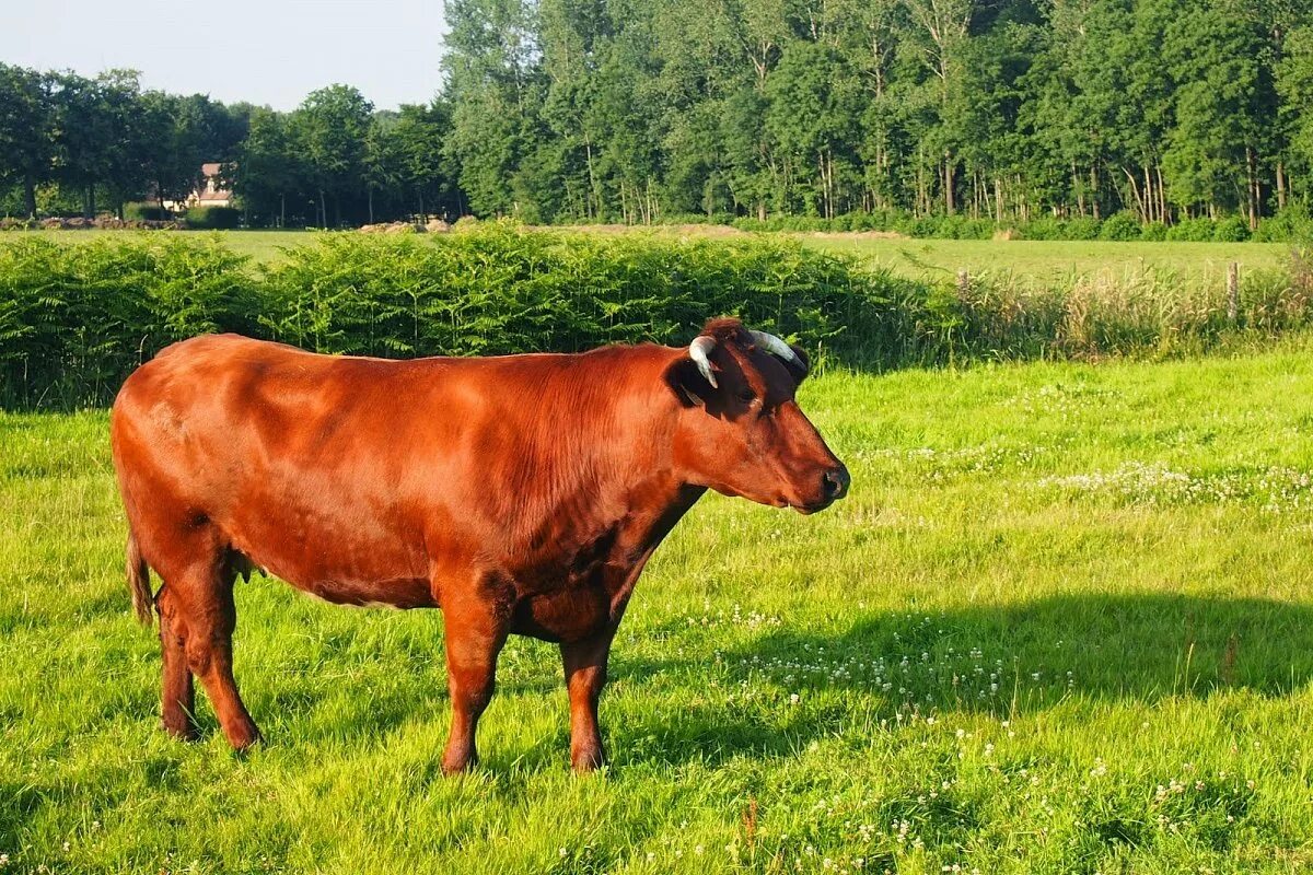 красная степная порода коров. красногорбатовская порода крс. красногорбатская порода коров. красная горбатовская порода коров.