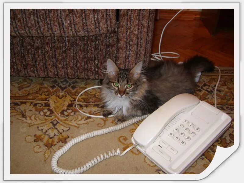 звони мил. позвони мне позвони. открытка жду звонка. позвони мне картинки. завтра жду звонка.