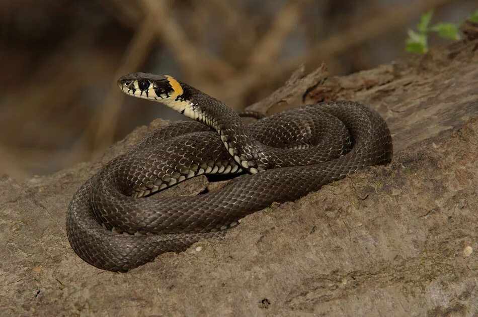 Ужь или уж. Гадюка полоз уж. Змея уж обыкновенный. Уж обыкновенный - змея неядовитая. Уж полоз.