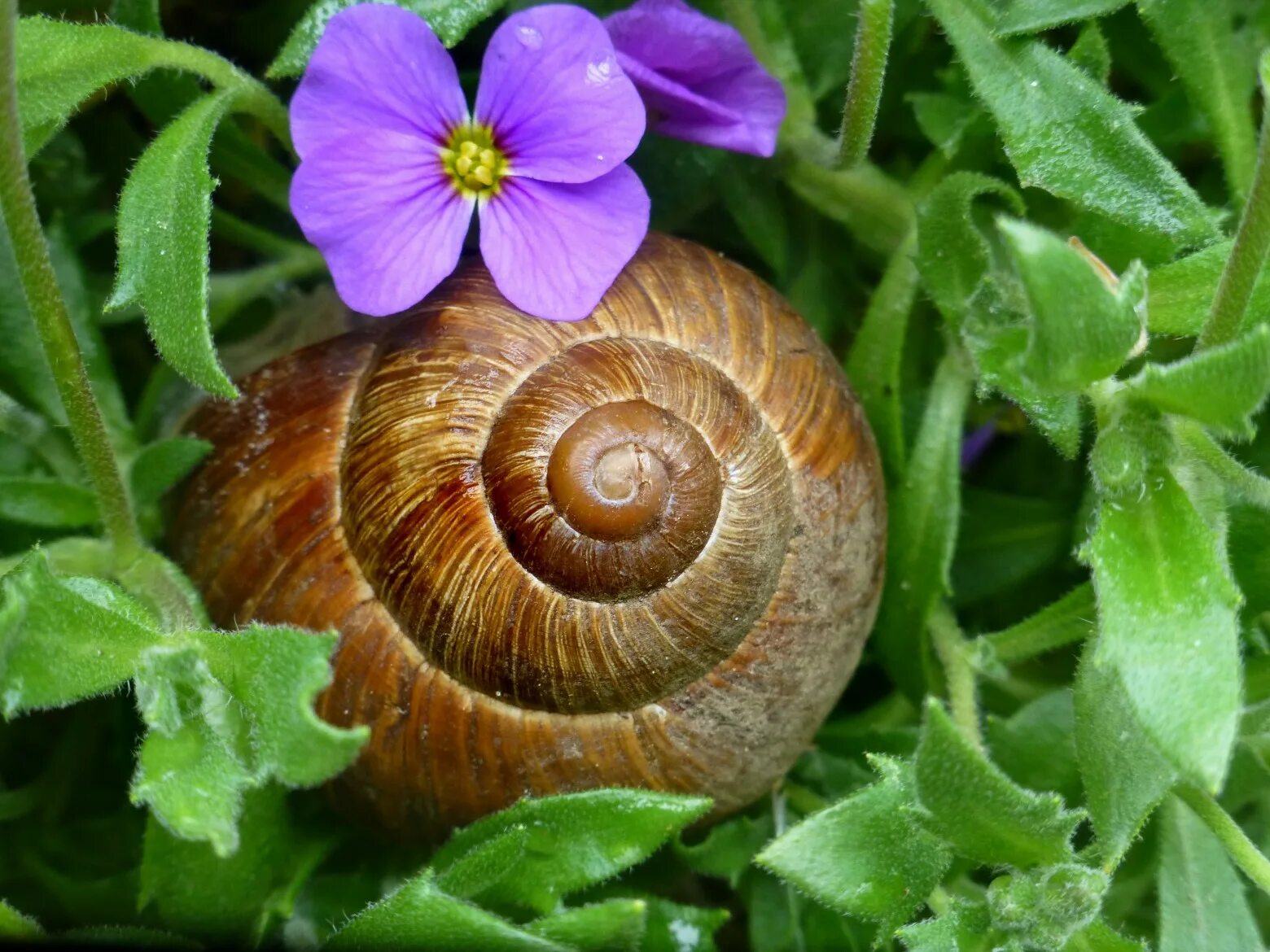 Улитка Helix pomatia. Садовая, улитка (Helix pomatia).. Виноградная улитка. Улитка улыбается. Фотка улитки