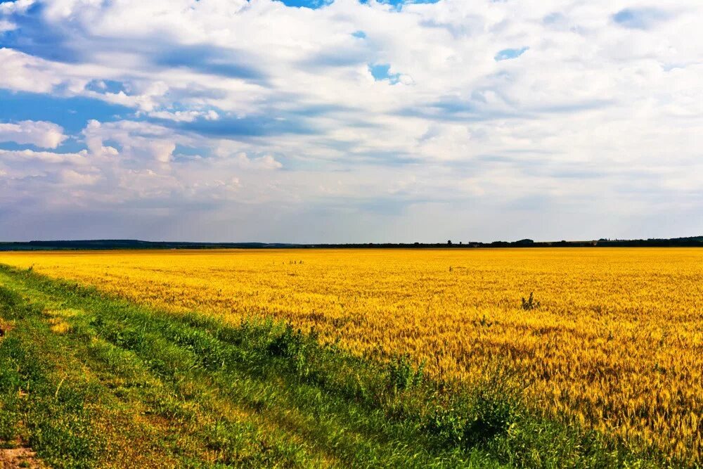 Я сегодня в поле чистом. В чистом поле.... Поле чистое поле. Поля Украины. Черноземные поля.