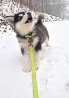 Лучшее видео лайка