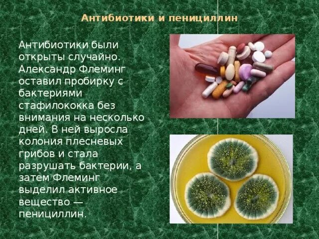 Плесневые грибы и антибиотики