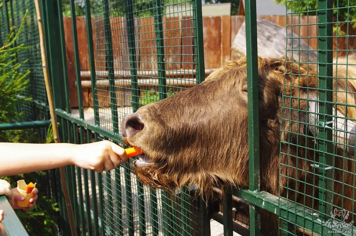 Кузя зоопарк. Лимпопо нижний новгород. зоопарк лимпопо. нижегородский зоопарк. зоопарк лимпопо н новгород.