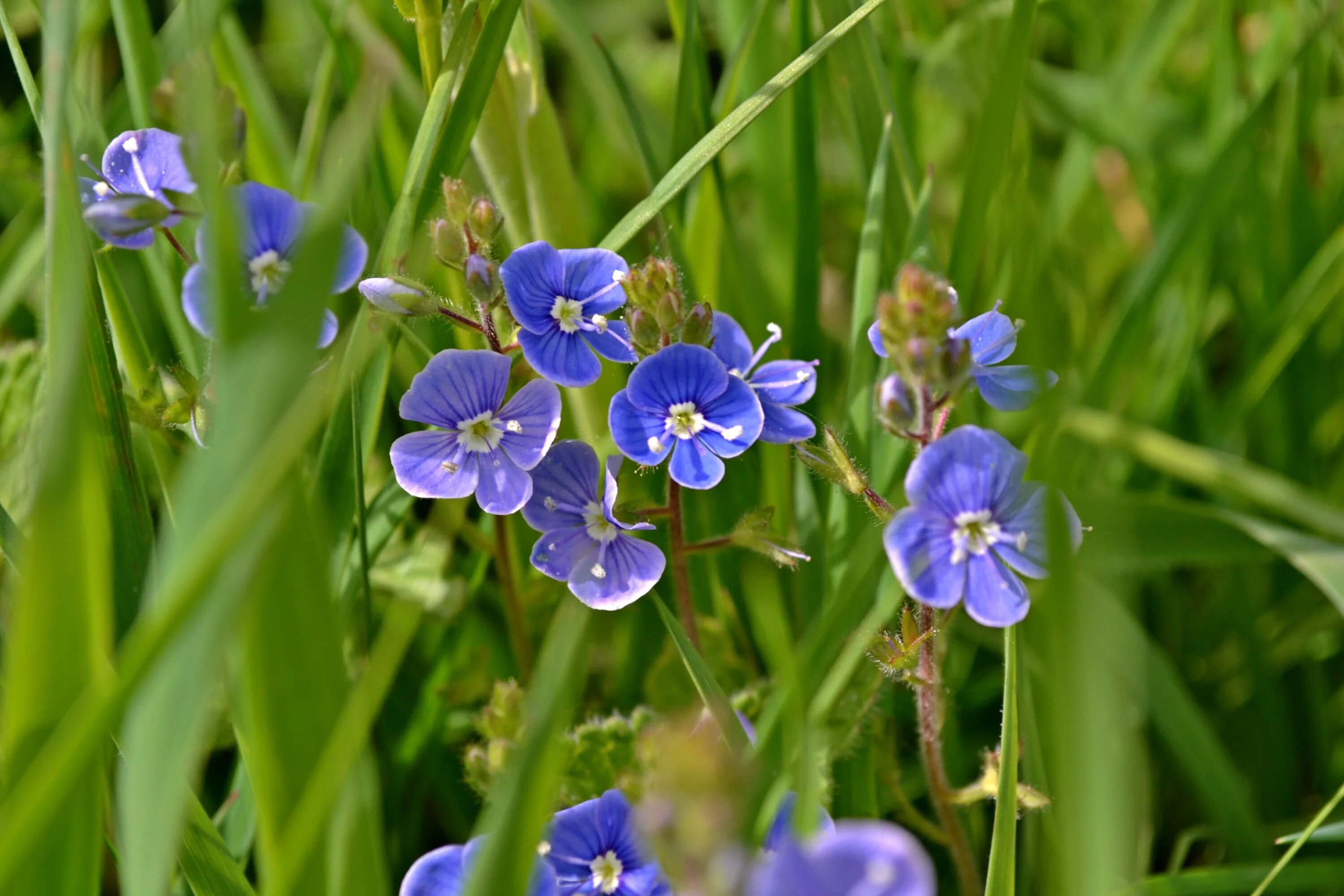 Травянистое растение синего цвета. Синенькие полевые цветы. Голубенькие полевые цветы. Синие полевые луговые цветы. Маленькие синенькие полевые цветочки.