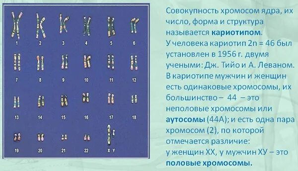 Сколько хромосом в гамете организма. Кол во хромосом у человека. Пары хромосом. 23 Хромосомы у человека. Число и Тип хромосом человека.