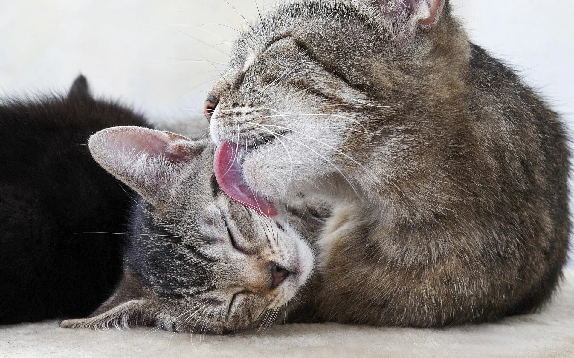 Котик облизывается. Кошка вылизывает котенка. Котики обнимаются. Котики Облизываются друг друга. Hairy liking