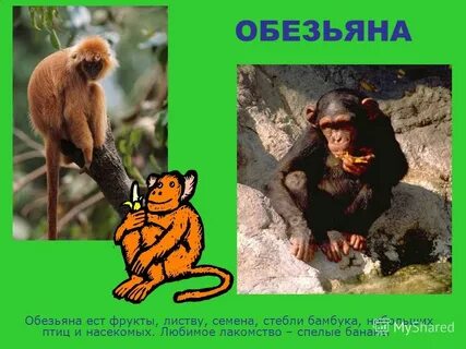 Обезьяна предложение