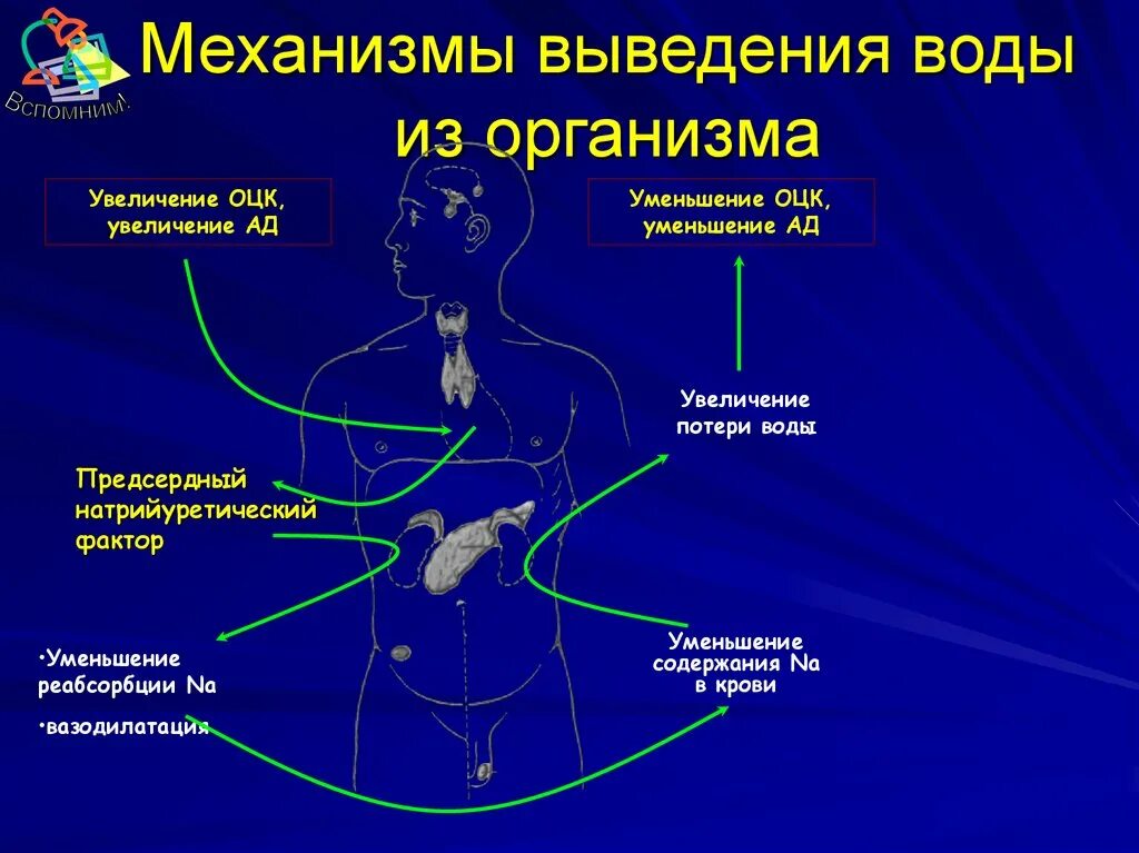 Увеличение воды в организме. Выведение воды из организма. Вывод воды из организма. Как вода выводится из организма. Выврл волы из организма.