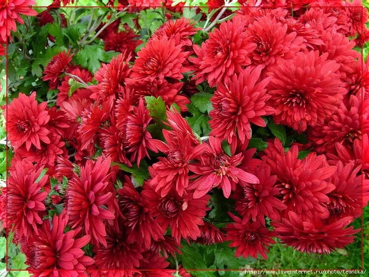 Хризантема корейская червона калина. Хризантема червона калина. Хризантема корейскаячернова калына. Хризантема корейская червона капына. Хризантема корейская мадам шер.
