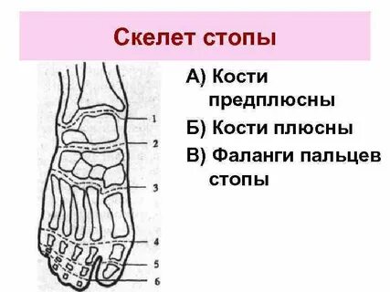 Плюсна стопы что это