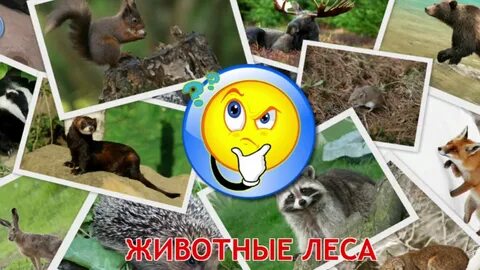Учим животных леса