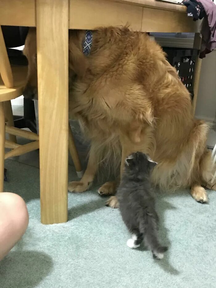 Огромны пëс и котëнок. Большая собака и маленький котик. Собака боится кота. Собака боится. Почему щенок боится