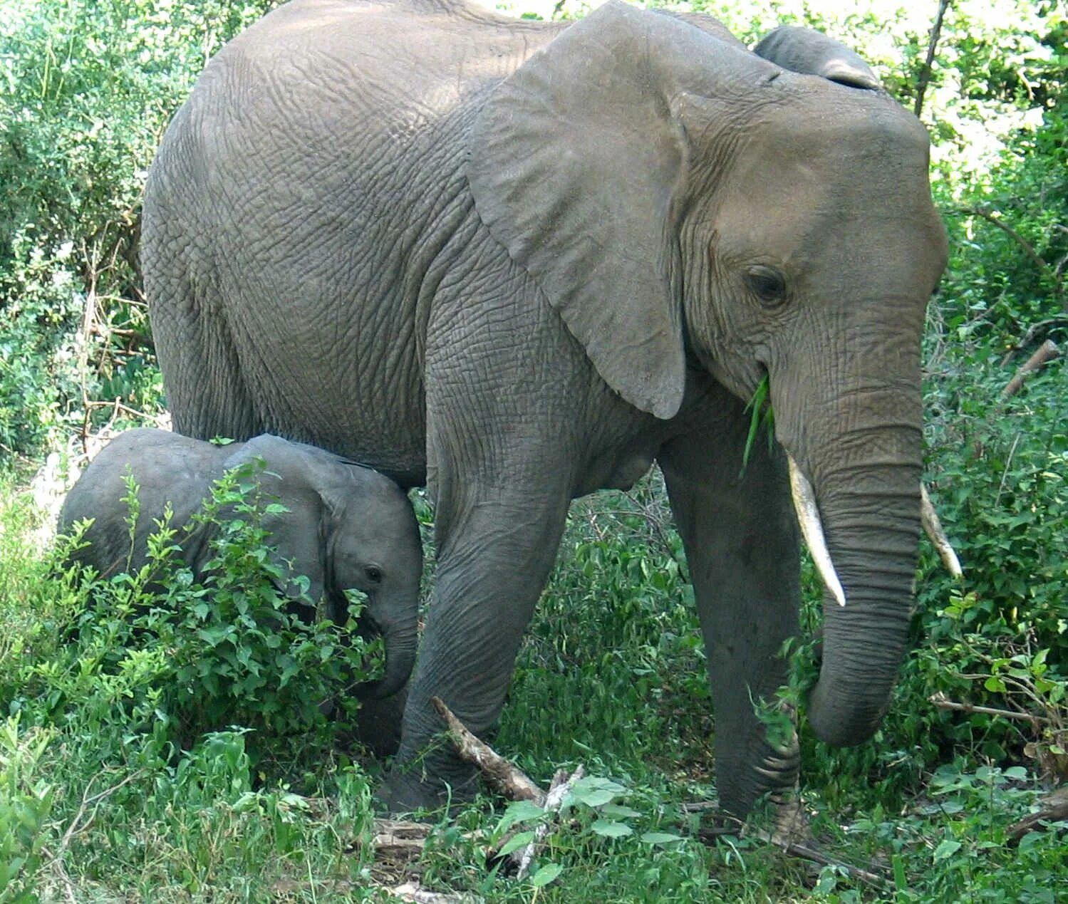 Слоники цвета. Слоны. Слоны фото. Слон и Слоненок. Хоботные (млекопитающие).