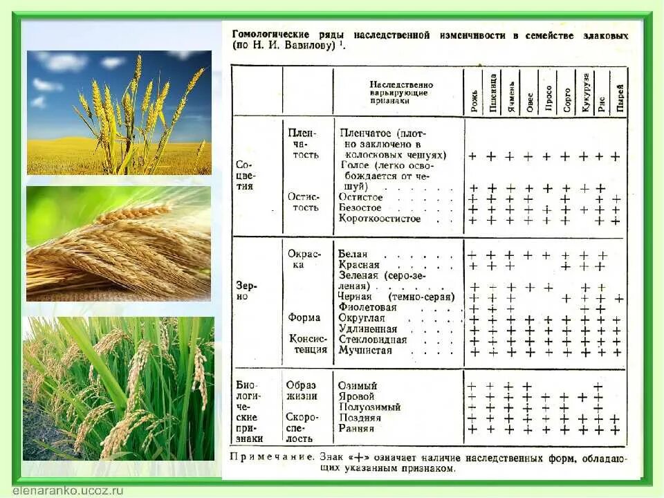 Овес таблица. Гомологические ряды Вавилова таблица. Гомологические ряды в наследственной изменчивости. Характеристика сортов овса. Разновидности овса посевного.
