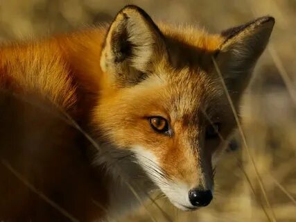 Hot red fox