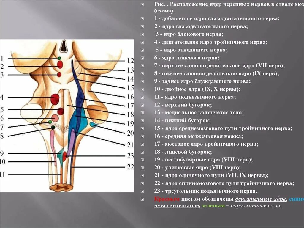 Ствол мозга черепные нервы. Схема расположения ядер черепно мозговых нервов. Расположение ядер черепных нервов схема. Ромбовидная ямка ядра черепных нервов схема. Расположение ядер 4 черепных нервов.